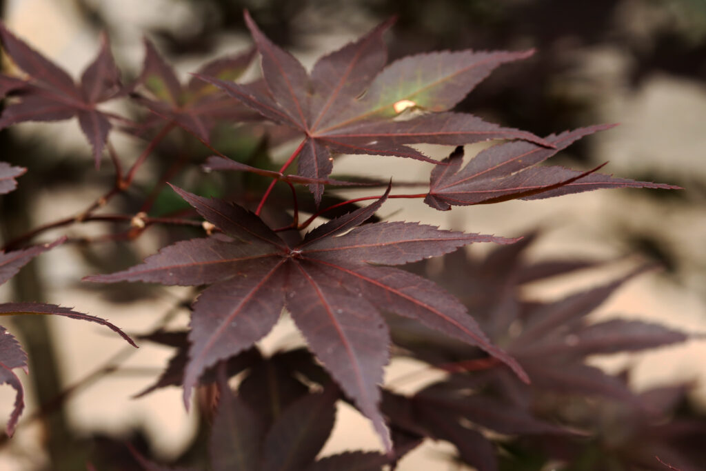 Hefner's Red – Acer Palmatum Red N'Summer - Twin Branch Nursery