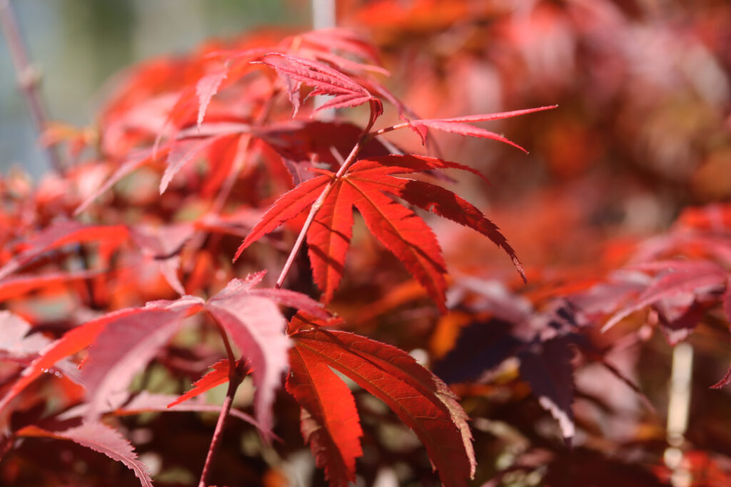 Pixie - Acer Palmatum - Twin Branch Nursery