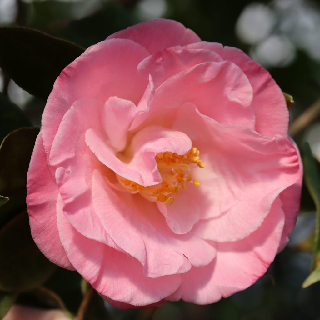 Camellia-Japonica_April-
