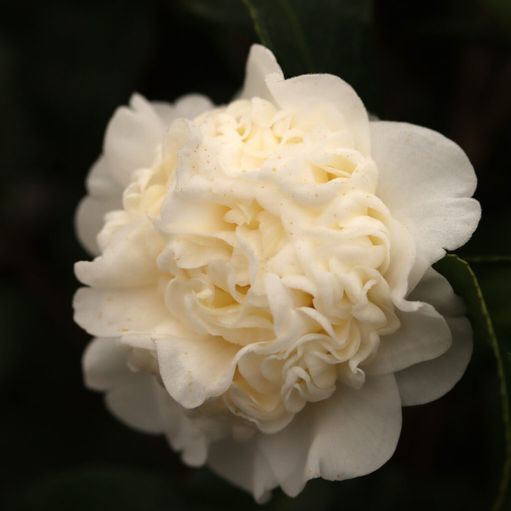 Camellia Japonica – Man Size - Twin Branch Nursery