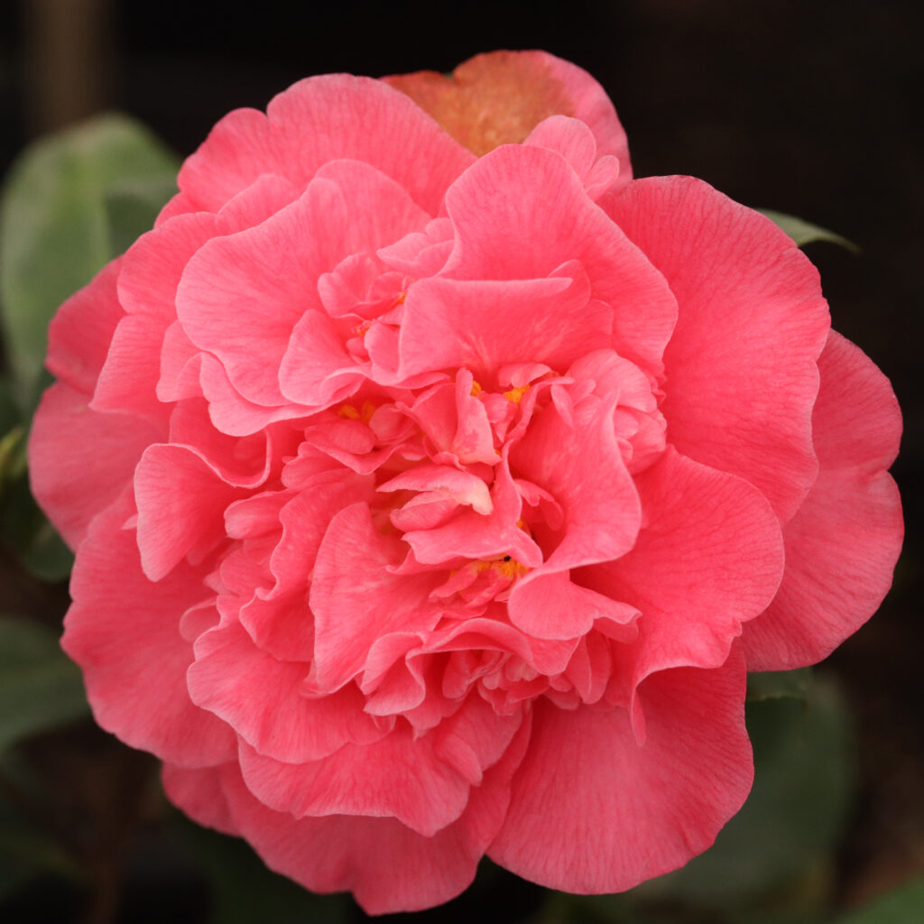 Camellia Japonica – Marie Bracey - Twin Branch Nursery