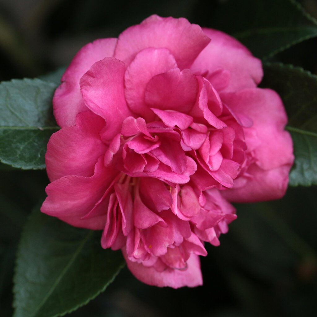 ALEXANDRE ポニー/ CAMELIA PASTEL ALEXANDRE ポニー/ CAMELIA PASTEL ALEXANDRE ポニー/ CAMELIA PASTEL