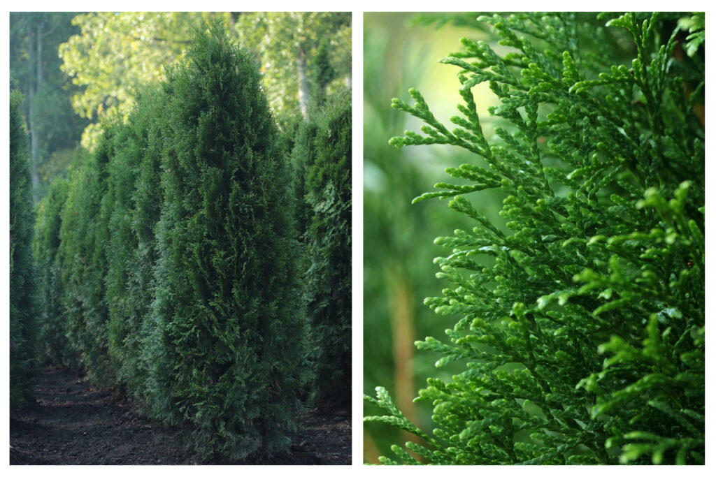 Emerald Green Twin Branch Nursery